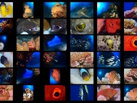 planche La Réunion 2025 pour fond d'écran